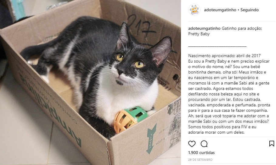 post no instagram com gatinho preto e branco em uma caixa e legenda ao lada